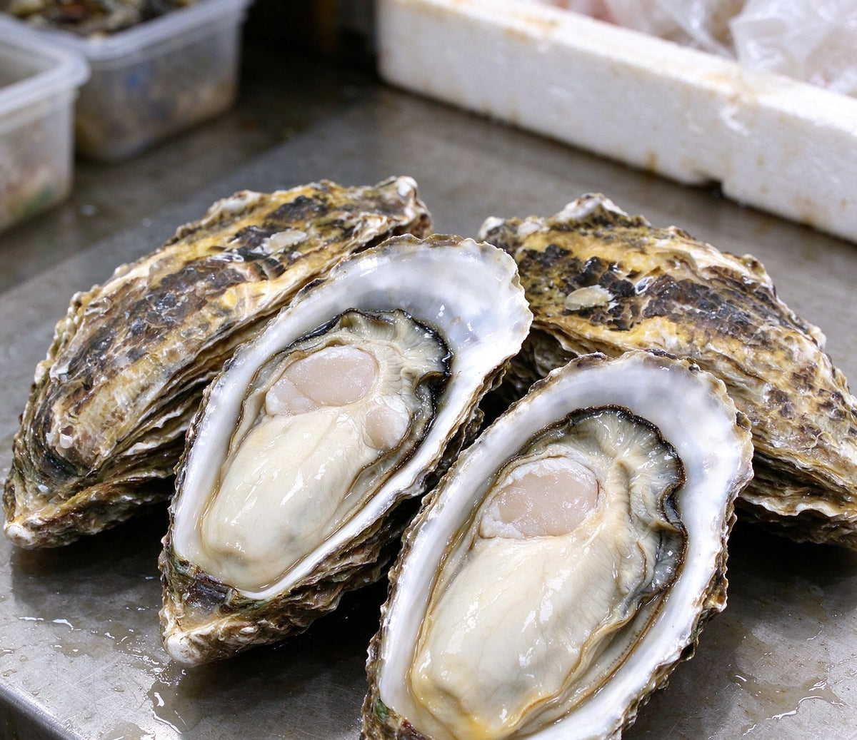 Fresh Oysters